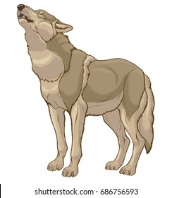 Chromatic illustration of a standing howling grey wolf with raised head.