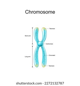 Cromatid en cromosoma transparente con efecto brillante. afiche vectorial