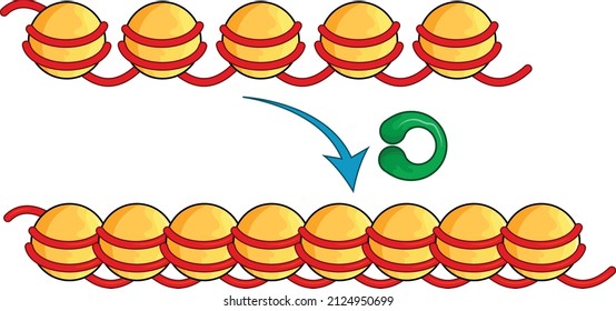 Chromatin modification for gene silencing in molecular biology illustration.
