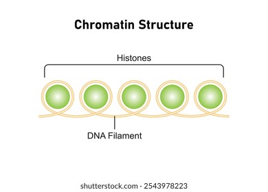 Chromatin Structure Science Design. DNA Filament and Histones. Vector Illustration.