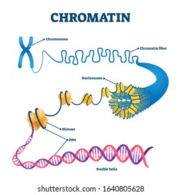 Chromation biological diagram vector illustration. Close-up with nucleosome, histone and DNA double helix. Science educational information. Chromosome structure elements graphic example model.