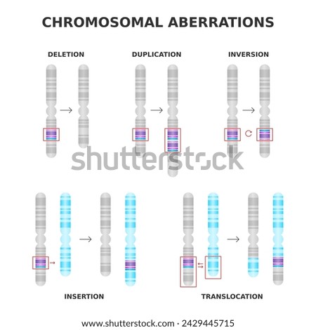 Chromosomal aberrations. Deletion, duplication, inversion, translocation, insertion. Chromosome structure abnormalities, mutations. Medical science diagram. Genetics and DNA. Vector illustration.