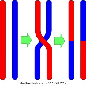 Chromosomal Crossing Over