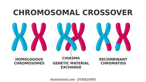 Chromosomal crossover. Exchange of genetic material during meiosis. Crossing over between two homologous chromosomes' non-sister chromatids accounts for genetic variation. Vector illustration. 