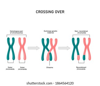 Chromosomal crossover, genetic recombination during meiosis. Exchanged of genetic material between 2 homologous chromosomes