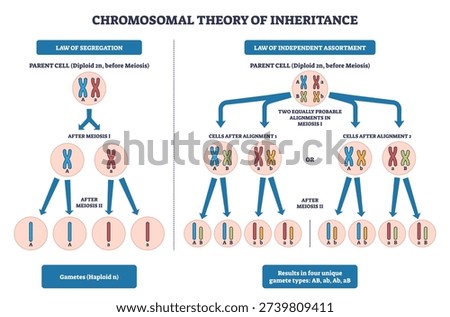 Chromosomal inheritance brief illustrates chromosomes, meiosis steps, and gametes explaining segregation and independent assortment in a clear schematic. Outline diagram