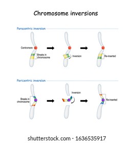 Chromosomal inversion occurs when a single chromosome undergoes breakage and rearrangement within itself. paracentric and pericentric. chromosomic mutations, and abnormality disorder.