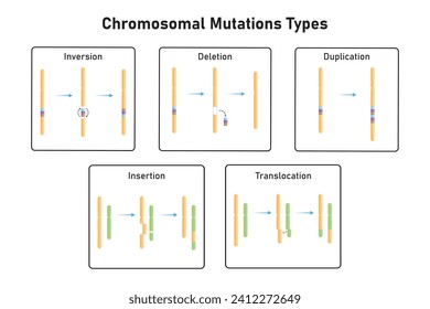 Chromosomal Mutations Types Scientific Design. Vector Illustration.