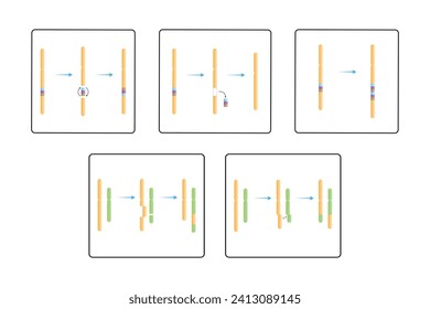 Mutaciones cromosómicas Tipos de Diseño Científico. Ilustración vectorial.