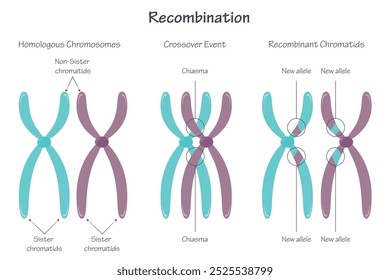 Recombinação cromossômica gráfica de ilustração vetorial educacional