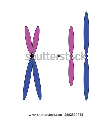 Chromosomal structural abnormalities showing Isochromosome	