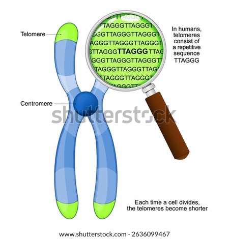 Chromosome, Centromere and Telomeres. Close-up of part of DNA. Under a magnifying glass, telomeres consist of the repetitive sequence TTAGGG. Each time a cell divides, the telomeres become shorter. 