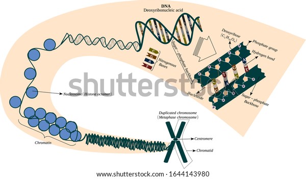 Chromosome Chromatid Histones Dna Vector Illustration Stock Vector ...