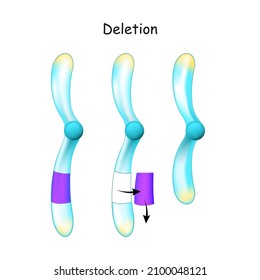 Eliminación cromosómica. cambio en la estructura de los cromosomas. Mutación genética. parte de un cromosoma o una secuencia de ADN se deja fuera durante la replicación. Ilustración del vector