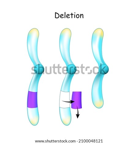 Chromosome Deletion. change into the structure of chromosomes. Genetic mutation. part of a chromosome or a sequence of DNA is left out during replication. Vector illustration