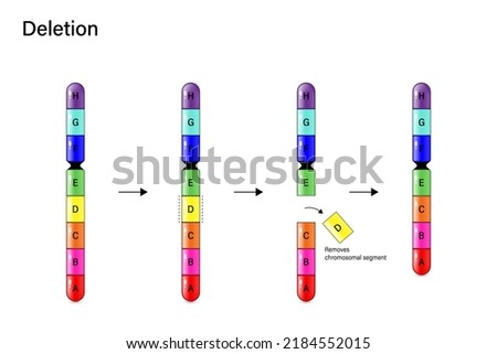 Chromosome Deletion. Genetic mutation. Alteration of chromosome structure. Vector for scientific study and biological genetics.