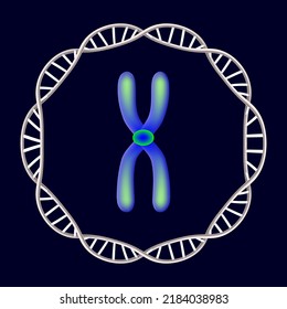 chromosome and DNA (Deoxyribonucleic Acid). Genome sequence. Double helix molecules.