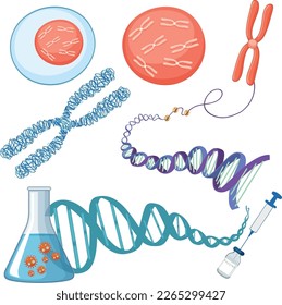Chromosome and DNA structure illustration