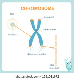 Chromosome, DNA, telomeres are protective caps on the end of chromosomes, cell. Stock vector illustration for healthcare, for education, for medicine