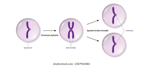 Chromosome duplication and cell division. Eukaryotic cell.