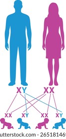 Diagrama de Herança Cromossômica: Contribuições Masculinas e Femininas. Gráfico genético cromossômico XY e XX com pais e filhos. Determinação do gênero pelos cromossomos