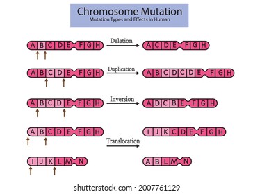 chromosome mutation types and effects in human. 