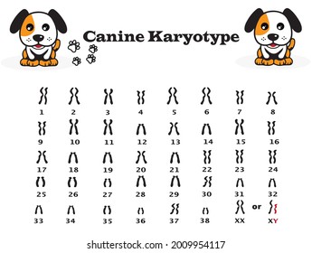Chromosome number in dog. canine karyotype diagram. 