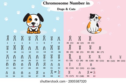 Chromosome number in dog and cat. Dog and cat karyotype diagram.