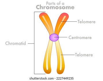 Chromosome parts, anatomy, diagram. Telomere, centromere, sister chromatids duplicated, structure. Homologous pair, centromere. Yellow orange purple flat draw. Biology, genetic illustration vector