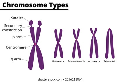 Chromosome parts. Chromosome type of according position of centromere: metacentric, submetacentric, acrocentric, telocentric. Vector illustration. Didactic illustration.