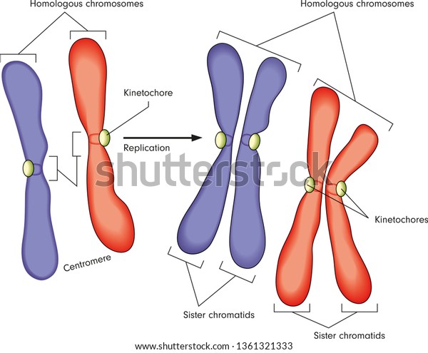 Chromosome Replication Homologous Chromosomes Stock Vector (Royalty ...