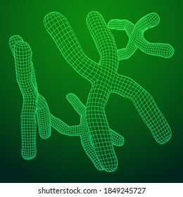 Chromosome scientific medicine education concept. Wireframe low poly mesh vector illustration