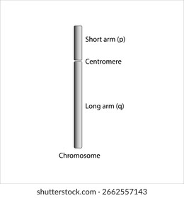 Ilustración de estructura y componentes cromosómicos	
