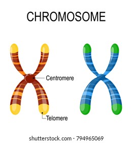 Chromosome structure. Diagram showing two chromosomes with centrosomes and telomeres. Genome study. Vector illustration for medical, science, andeducational use