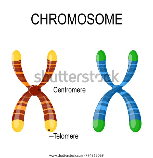 Chromosome structure. Diagram showing\
two chromosomes with centrosomes and telomeres. Genome study.\
Vector illustration for medical, science, andeducational\
use