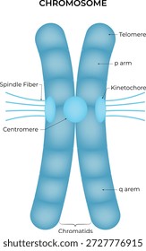 Chromosome Structure Diagram Vector Illustration