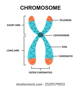 Chromosomenstruktur in flachem Design auf weißem Hintergrund.