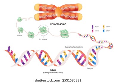 Chromosomenstruktur, Histon und DNA (Desoxyribonukleinsäure). Thymin, Adenin, Guanin, Cytosin, Zuckerphosphat-Rückgrat, Basenpaar und Gen.