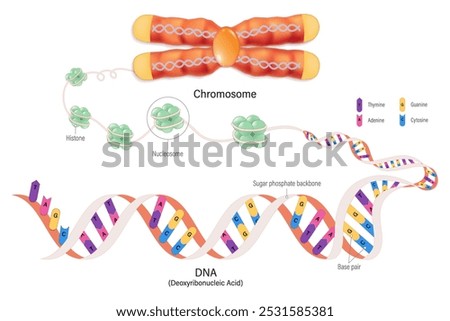 Chromosome structure, Histone and DNA(Deoxyribonucleic Acid). Thymine, Adenine, Guanine, Cytosine, Sugar phosphate backbone, base pair and gene.