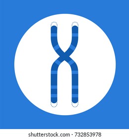 Chromosome structure with telomeres at the ends. Stock vector illustration of dna package in human cell. Medicine and biology collection