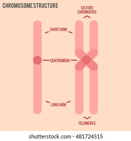 Chromosome Structure Vector In Eps 8