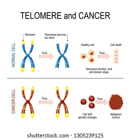 Chromosome and telomere for healthy and cancerous cells. In a normal cell Every time a cell divides, telomeres become shorter. In cancer cells, telomeres remain unchanged. The development of cancer