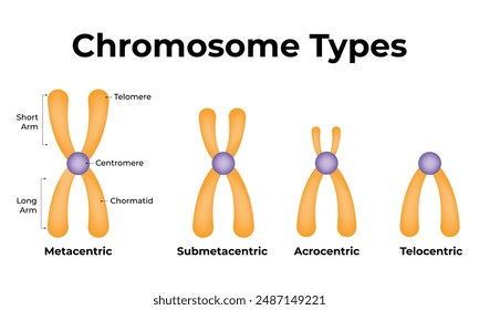 Chromosome Types Science Design Vector Illustration Diagram