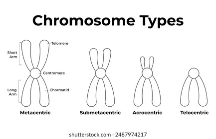 Chromosome Types Science Design Vector Illustration Diagram