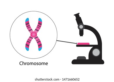 Chromosome under microscope, Genetic biology concept