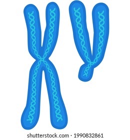 Chromosome Vector Biology X And Y Dna Cell Icon