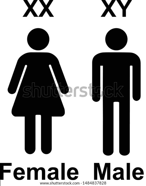 Chromosome X Y Sex Determination Xx Stock Vector Royalty Free