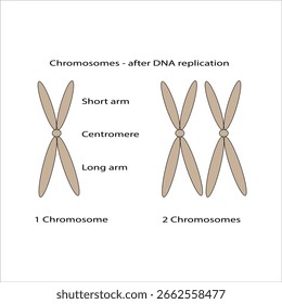 Cromosomas después de la replicación del ADN ilustración