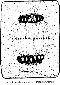 Chromosomes attach to Centro holes a rounded, cytoplasm divided into two part, vintage line drawing or engraving illustration.