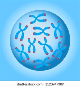 Chromosomes in the cell nucleus. Vector illustration